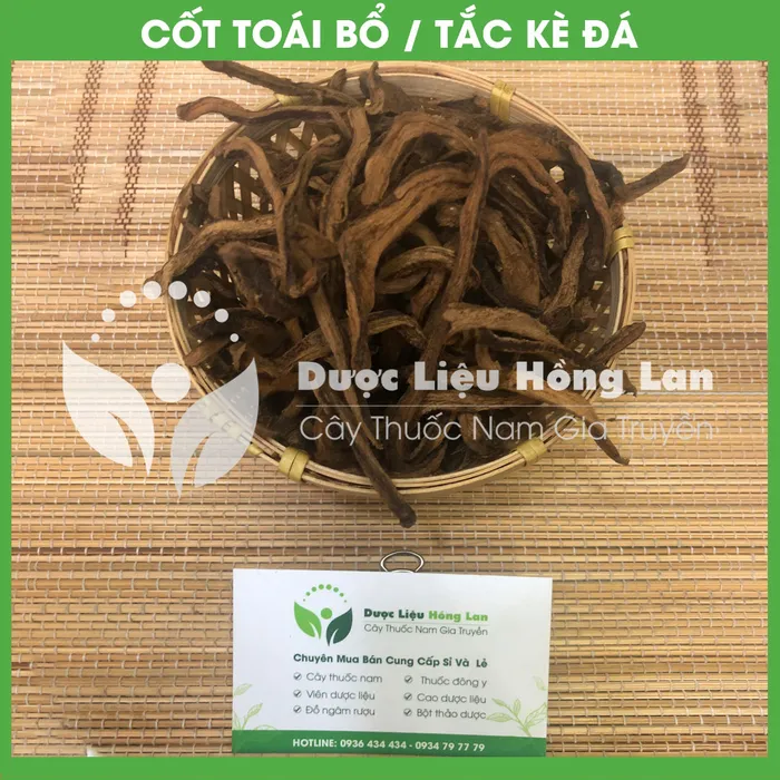 Cây Cốt toái bổ hay (Tắc Kè Đá) 1